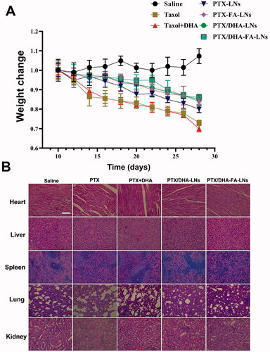 Figure 11. (A) Weight monitoring following a single-dose intravenous injection of different formulations to mice bearing MCF-7 tumor over time. (B) Morphology of different formulations groups. Tissues were isolated and stained with hematoxylin and eosin (H&E) for histopathological analysis. Scale bar represents 100 μm. Data represent means ± SD (n = 3).
