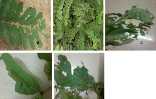 Figure 6. Devastation of leaves of S. alata by caterpillars: (a–c) perforated leaves by caterpillar; (d–e) caterpillars feeding on both from dorsal and ventral sides.