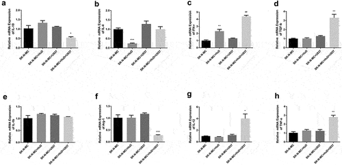 Figure 3. The mRNA expression levels of PNS-associated inflammatory factors are shown. (a) Detection of IL-10 expression level. (b) Detection of IL-4 expression level. (c) Detection of IFN-γ expression level. (d) Detection of TGF-β expression level. (e) Detection of IL-1β expression level detected. (f) Detection of Arg-1 expression level. (g) Detection of IL-12 expression level. (h) Detection of TNF-α expression level (‘***’ represents an extremely significant difference [P < 0.001]; ‘**’ represents a significant difference [P < 0.01]; ‘*’ represents a statistical difference [P < 0.05]; ‘ns’ means no significant difference).