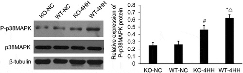 Figure 4. Western blot analysis of the expression of p38MAPK and P-p38MAPK protein in hippocampus of various groups.#p < 0.01 vs KO-NC group; *p < 0.01 vs WT-NC group; △p < 0.05 vs KO-4HH group.