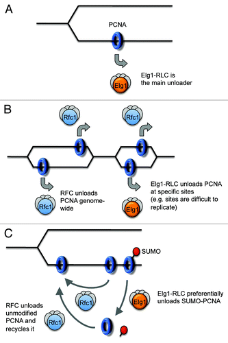 Figure 3. Three models of PCNA unloading. (A) Elg1-RLC is the main unloader genome-wide. (B) Elg1-RLC acts at specific sites. (C) Elg1-RLC primarily acts to unload SUMOylated PCNA. See text for further discussion.