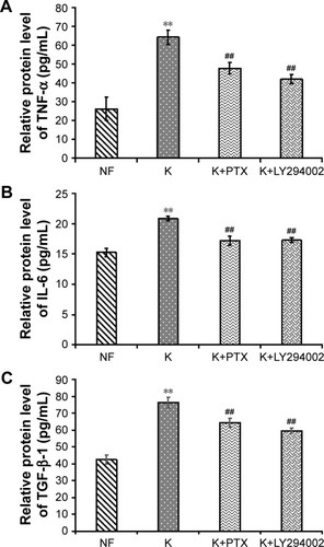 Figure 10 ELISA assay detected the expression of cytokines in HKFs after incubation with PTX for 24 hours.Notes: (A) The expression of TNF-α. (B) The expression of IL-6. (C) The expression of TGF-β. NF represents the normal fibroblasts group, K represents the HKFs group, K+PTX and K+LY294002 represent the treatment group with PTX and LY294002, respectively. Data are represent with mean ± SD; (n=6–8) **P<0.01 vs NF, ##P<0.01 vs K.Abbreviations: HKFs, human keloid fibroblasts; IL-6, interleukin 6; PTX, paclitaxel; TGF-β, transforming growth factor beta; TNF-α, tumor necrosis factor alpha.