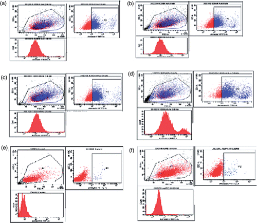 Figure 7. (Colour online) Dot plots show that treatment of A549 cells with GNP/citrate leads to apoptosis in a concentration-dependent manner. (a) 0.4, (b) 0.8, (c) 1.2 and (d) 1.6 µM. The gradual shifting of the A549 cell population towards the P2 population with increase in the GNP/citrate concentration indicates increase in the percentage of apoptosis. (e) Dot plot for untreated cells used as control and (f) Dot plots show that treatment of A549 cells with GNP/PEI at 1.6 µM concentration.