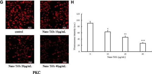 Figure 11 Effects of nano-TiO2 on ERK1/2 signaling pathway-related proteins involved in testosterone synthesis in primary cultured rat LCs for 24 hours determined via ICC. Figure 12 Effects of nano-TiO2 on ERK1/2 signaling pathway-related proteins involved in testosterone synthesis in primary cultured rat LCs for 24 hours determined via Western blotting.Notes: (A) Representative Western blots of proteins in LCs. (B) Integrated value of pERK1/2/ERK1/2 from representative blots of proteins in LCs (*P<0.05 and ***P<0.001). (C) β-Actin density values from representative blots of proteins in LCs (*P<0.05, **P<0.01, and ***P<0.001). Consistent with ICC data, the results support dysfunction of the ERK1/2 pathway in LCs treated with nano-TiO2. Values represent mean ± SD (n=5).Abbreviations: LCs, Leydig cells; nano-TiO2, nanoparticulate TiO2; ICC, immunocytochemistry.Display full sizeNotes: (A) Representative result determined via ICC of ERK1/2 in LCs. (B) Fluorescence intensity of ERK1/2 in LCs (*P<0.05, **P<0.01, and ***P<0.001). (C) Representative result determined via ICC of pERK1/2 in LCs. (D) The fluorescence intensity of pERK1/2 in LCs (*P<0.05, **P<0.01 and ***P<0.001). (E) Representative result determined via ICC of PKA in LCs. (F) Fluorescence intensity of PKA in LCs (*P<0.05, **P<0.01, and ***P<0.001). (G) Representative result determined via ICC of PKC in LCs. (H) Fluorescence intensity of PKC in LCs (*P<0.05, **P<0.01, and ***P<0.001). Results, presented as mean ± SD (n=5), clearly indicate dysfunction of the ERK1/2 pathway in LCs treated with nano-TiO2.Abbreviations: ICC, immunocytochemistry; LCs, Leydig cells; nano-TiO2, nanoparticulate TiO2.