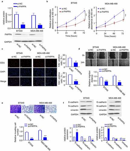 Figure 3. Knocking down PAPPA inhibited the proliferation, migration and invasion of breast cancer cells.