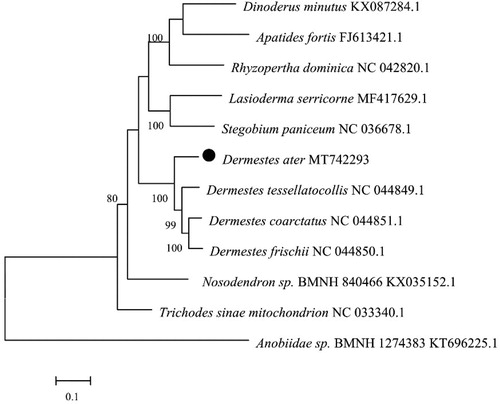 Figure 1. Phylogenetic tree of the complete mitogenome of 12 species in Coleoptera. The complete mitochondrial genome was downloaded from GenBank and the phylogenic tree was constructed by neighbor-Joining method with 1000 bootstrap replicates. The gene’s accession number for tree construction is listed behind the species name.