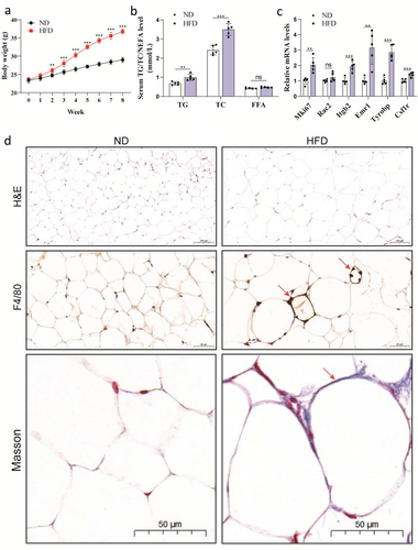 Figure 8. Establishment of the obese mouse model fed with the HFD for 8 weeks. (a) Weekly body weight; (b) Serum TG, TC and NEFA; (c) Validation of six hub genes in obese eWAT using qRT-PCR; (d) Sections of eWAT with H&E staining, immunohistochemistry F4/80 staining (Red arrow: CSLs) and Masson’s trichrome staining (Blue-purple: collagenous connective tissue fibres). TG: triglyceride; TC: total cholesterol; NEFA: non-esterified fatty acid; CSLs: crown-like structures. All data are expressed as mean ± SD. (*p < 0.05, **p < 0.01, ***p < 0.001 vs ND group, n = 5).