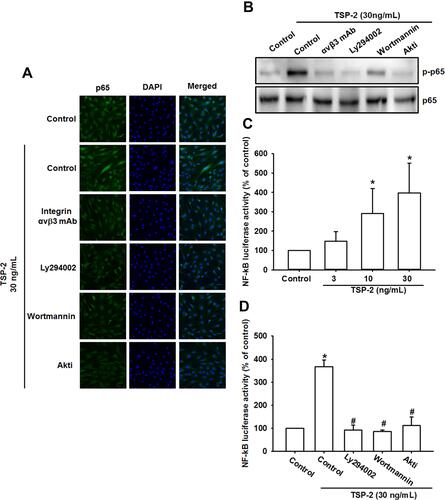 Figure 5 The integrin αvβ3/PI3K/Akt pathway mediates NF-κB activation in response to TSP2 treatment. (A) OASFs were incubated with integrin αvβ3 mAb, LY294002, Wortmannin, or AktI for 30 min, followed by incubated with TSP2 (30 ng/mL) for 60 min. The treated cells were subjected to immunofluorescence staining to detect p65 localization. (B) OASFs were pretreated with integrin αvβ3 mAb, LY294002, Wortmannin, or AktI for 30 min, then stimulated with TSP2 (30 ng/mL) for 60 min, and phosphorylated form of p65 was measured by Western blot analysis. (C and D) OASFs transfected with NF-κB reporter vector were incubated with different doses of TSP2 (C) or incubated with TSP2 (30 ng/mL) in presence of the pathway inhibitor (LY294002, Wortmannin, AktI, PDTC, or TPCK) (D). The reporter assay was conducted to determine NF-κB transcriptional activation. The β-galactosidase activity was used as an indicator of transfection efficiency. Results are expressed as the mean ± SD (n ≥ 5). *p < 0.05 compared with controls; #p < 0.05 compared with the TSP2-treated group.