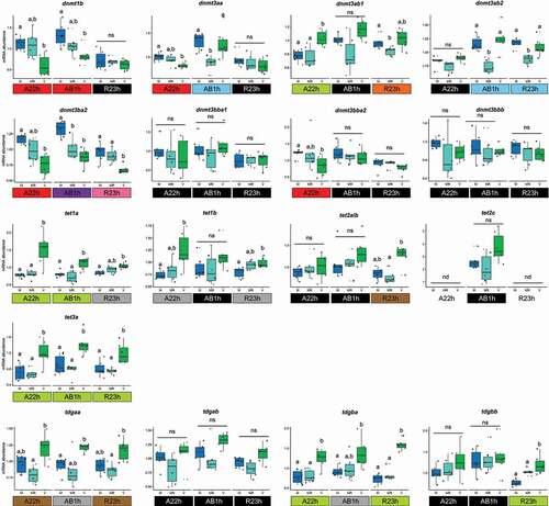 Figure 3. Hepatic mRNA levels of DNA (de)methylation-related genes (dnmt: DNA methyltransferase, tet: ten-eleven translocation dioxygenase, tdg: thymine DNA glycosylase) in A22h, AB1h and R23h isogenic lines fed either the marine resources-based diet ad libitum (M, blue), restricted (MR, light blue), or a plant-based diet (V, green). Data are expressed as means ± SD (n = 6 fish per condition, 2 fish per tank: the 2 sampled individuals from the same tank are represented by the same symbol in each box plot) and analysed by a Mann–Whitney test followed by a Bonferroni post hoc test. Different letters denote significant statistical differences, p < 0.05. ns: not significant; nd: not detected. Same colour circling the name of lines stands for a similar variation into mRNA level (red: M = MR,V = MR M > V; black: ns; blue: [M = V]>MR; green: [M = MR]<V; Orange: M = V, MR = V, MR<M; purple: [MR = V]<M; pink: [M = MR]>V; grey: M = MR; V = MR, M < V; brown: M = MR, M = V, MR<V; not circled: nd).