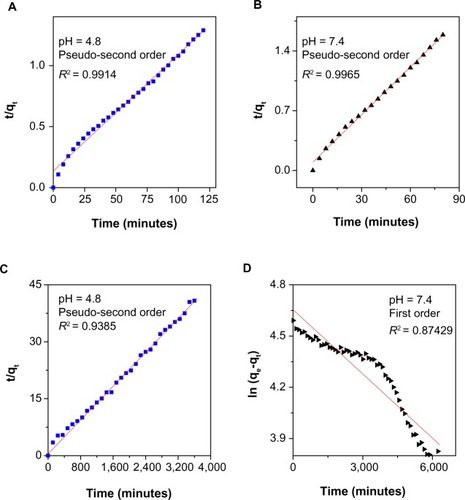 Figure 7 Fitting the data for 6-mercaptopurine release from iron oxide nanoparticles coated with chitosan and 6-mercaptopurine dissolved in hot ethanol into different solutions to the pseudo-second order kinetics for pH 4.8 (A) and pH 7.4 (B) and fitting data of 6-mercaptopurine released from the iron oxide nanoparticles coated with chitosan and 6-mercaptopurine dissolved in dimethyl sulfoxide into different solutions to the pseudo-second order kinetics for pH 4.8 (C) and first order kinetics for pH 7.4 (D).