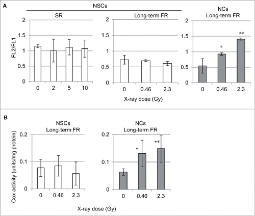 Figure 3. Mitochondrial membrane potential and COX activity after IR. (A) FACS results for JC-1 staining after SR or long-term FR in NSCs and NCs. (B) Cytochrome c oxidase (COX) activity after long-term FR in NSCs and NCs.