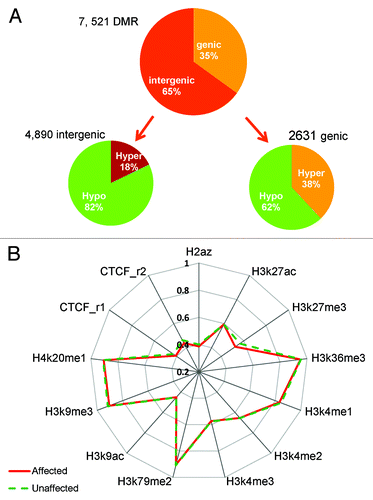 Figure 6. DMR distribution in the genome and DNA methylation in histone marks. (A) Most DMRs are hypomethylated for both genic and intergenic regions; however, this is much more dramatic in intergenic regions (82% vs. 62%). (B) Median methylation difference in different histone mark region between the affected and unaffected individuals. Hypomethylation is observed in H3K27me3, H3K9me3, and CTCF sites.