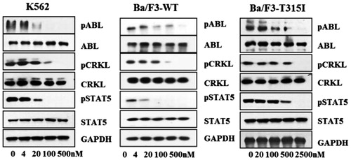 Figure 3. GZD856 inhibits Bcr-Abl signaling in K562 and Ba/F3 stable cell lines expressing Bcr-AblWT and Bcr-AblT315I. Cells were treated with GZD856 at the indicated concentrations for 4.0 h, and whole cell lysates were then subjected to Western blot analyses. The results represent three independent experiments.