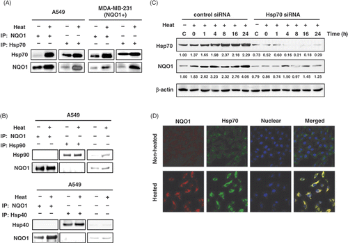 Figure 5. Co-immunoprecipitation and localisation of NQO1 and Hsp70. (A) A549 and MDA-MB 231 cells (NQO1+) were harvested at 8 h after heating at 42°C for 1 h. Whole cell lysates were immunoprecipitated with mouse anti-Hsp70 antibody or mouse anti-NQO1 antibody. The precipitates were analysed by SDS-PAGE and blotted onto polyvinylidene fluoride membranes. The membranes were probed with rabbit anti-NQO1 antibody, or rabbit anti-Hsp70 antibody and binding was revealed by enhanced chemiluminescence. (B) A549 cell lysate was precipitated with anti-Hsp90 antibody or anti-Hsp40 antibody as previously described. (C) MDA-MB-231 (NQO1+) cells were transfected with siHsp70 or control siRNA and incubated 48h. Then the cells were heated at 42°C for 1 h and incubated for various times at 37°C. Expression of NQO1 and Hsp70 protein were analysed by Western blot. (D) Cells were heated at 42°C for 1 h, incubated for 8 h at 37°C, and then labelled for NQO1 (red) and Hsp70 (green) using FITC-conjugated anti-rabbit secondary antibody and Texas-Red conjugated anti-mouse secondary antibody, respectively. Labelled cells were examined using confocal microscopy.