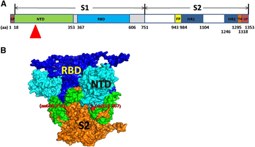 Figure 1 Schematic diagram and analogous three-dimensional (3D) structure of the MERS-CoV S protein. (A) Amino acid sequences of the recombinant proteins (rNTD, rRBD, rS1, rS2 and rS) evaluated in this study. The NTD region of focus in this study is indicated by a red triangle. (B) The 3D structure of the MERS-CoV S protein was predicted using PyMOL, and the side view or transverse view is shown based on the trimeric S structure of HKU1.Citation18 N-terminal domain (NTD), RBD, S2 and the 367–606 and 606–751 aa regions are colored in light blue, dark blue, orange, red and green, respectively.