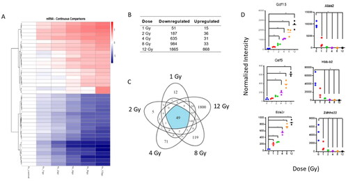 Figure 1. Radiation-induced gene expression profiles in C57BL/6 mouse lung tissue. Whole genome microarray analysis was performed on all samples. The heatmaps were created by calculating the log2 fold change between the mean of each dose group compared to the 0 Gy control group. There was no normalization done per row. The color spectrum on each plot is the log2fold change between the dose group and the 0 Gy control group. Criteria of |log2 fold change (FC)| > 1 and Benajmini-Hochberg adjusted (B-H) p-value < .05 relative to controls were used to determine significance and differential expression. (A) Heatmap displays expression patterns, represented by z-score, of top 40 most differentially expressed mRNAs across all doses and controls. Red indicates upregulation, blue indicates down regulation. (B) The number of down-regulated versus up-regulated mRNAs at each dose are shown in the table. (C) Venn diagram shows dose distribution and overlap of differentially expressed mRNAs across all doses. (D) Examples of significant linearly up- and down-regulated mRNAs are shown to display the dose-response to radiation in lung tissue samples. Asterisk (*) indicates statistical significance.