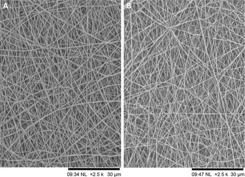 Figure 1 SEM images of (A) PVA membrane and (B) PVA/mPE/PA nanocomposites.Abbreviations: mPE, metallocene polyethylene; PA, plectranthus amboinicus; PVA, polyvinyl alcohol; SEM, scanning electron microscopy.