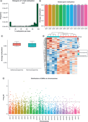 Figure 1. Global DNA methylation profiles and asthenozoospermia-associated differentially methylated regions. (A) Histogram of methylation values for all CpGs in one representative sample. As expected, it showed bimodal distributions, suggesting a high experimental quality. (B) Global methylation levels of all samples. The ast1-7 and nor1-5 are sample IDs of asthenozoospermia and normozoospermia, respectively. (C) No significant global DNA methylation differences were found between groups (p > 0.05). (D) Heatmap of methylation data z-scores of 238 significantly differentially methylated regions. (E) Distribution of candidate DMRs across chromosomes, where the dotted line represents a threshold of p < 0.05, and dots above the line were chosen as significant DMRs.DMR: Differentially methylated region.
