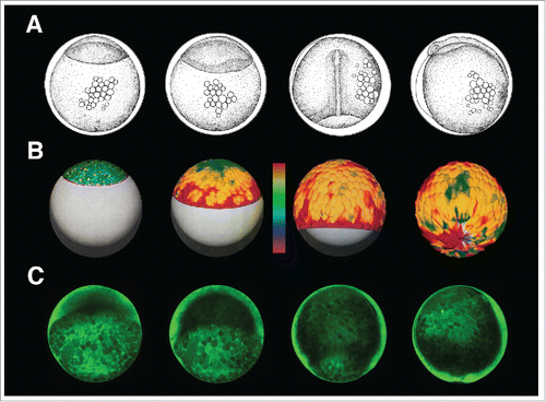 Figure 5. Numerical modeling of EVL elastic forces. (A) Lateral view drawings of Fundulus embryos at: stage 14, epiboly has initiated and the blastoderm elevates at the animal pole; stage 15, the germ ring and the embryonic shield are visible; stage 19, dorsal view of an embryo at 70% epiboly presenting the convergent extension of the DCs; and stage 20, closure of the blastoderm around the yolk. Adapted from.Citation41 (B) Model simulation of EVL epiboly in Fundulus embryos. Different colors represent the balance of pressure (osmotic/hydrostatic) and circumferential elastic tension forces within each cell: green/blue when forces are equilibrated; red when cells are under elastic tension; and purple when nodes have protrusive behavior (higher pressure than elastic tension). Forces are calculated by the sum of forces at edge nodes. At epiboly onset most cells show low tension but gradually a gradient of stress develops from the EVL boundary toward the A pole. Cells closer to the yolk experience higher mechanical stress (red color) than cells near the A pole (green/blue color). Adapted from.Citation38 (C) Snapshots of a 2-photon microscopy time-lapse movie at the medial plane of a membrane labeled transgenic zebrafish embryo [Tg (β-actin:mGFP)] at equivalent stages as Fundulus embryos in A.