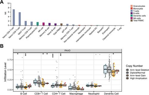 Figure 7 Relationship between MMP28 and immune cells in blood and in tumor microenvironment. (A) MMP28 RNA specifically correlated immune cell types in blood (HPA). NX is the normalized expression of transcript expression values. (B) MMP28 copy number variety (CNV) affects the infiltrating levels of CD4+ T cell, B cell, CD8+ T cell, and dendritic cell in PAAD (TIMER). *P<0.05; **P<0.01; ***P<0.001.