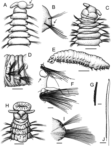 Figure 9. Line drawings of Axiokebuita from the earliest to the most recent illustrations in the literature, all redrawn from original, (A) anterior end in dorsal view, arrow showing Hartman's ‘antennae’ (now ‘palps’), (B) postmedian parapodium, arrow showing Hartman's ‘interramal cirrus’ (from Hartman Citation1978 as Kebuita minuta), (C) anterior end in dorsal view, arrow showing Blake's ‘peristomial mid-dorsal notch’, (D) two anterior chaetigers in lateral view, arrow marking Blake's ‘postsetal lamella’ behind neurochaetae (from Blake Citation1981 as Kebuita minuta), (E) semi-diagrammatic latero-dorsal view of complete specimen (holotype), (F) parapodium, arrow showing ‘globular notopodial postchaetal lamella’, (G) detail of serrated chaetae (from Pocklington & Fournier Citation1987 as Axiokebuita millsi), (H) anterior end in dorsal view, (I) middle parapodium, (J) neurochaeta (from Blake & Hilbig Citation1990 as Axiokebuita millsi). [(A & B) From figure 27, Hartman, O., Polychaeta from the Weddel Sea quadrant, Antarctica. The biology of Antarctic seas. Antarctic Research Series, 26:125–223, 1978. © 1978 American Geophysical Union. Reproduced by permission of American Geophysical Union; (C & D) from figure 11, Blake, J.A. Citation1981. The Scalibregmatidae (Annelida: Polychaeta) from South America and Antarctica collected chiefly during the cruises of the R/V Hero and USNS Eltanin. Proceedings of the Biological Society of Washington, 94:1131–1162, 1981. © 1981 Biological Society of Washington. Reproduced by permission of Biological Society of Washington; (E, F & G) from figures 1 and 2, Pocklington, P. & Fournier, J.A. Citation1987. Axiokebuita millsi, new genus, new species, (Polychaeta : Scalibregmatidae) from eastern Canada. Bulletin of the Biological Society of Washington, 7:108–113, 1987. Reproduced by permission of Biological Society of Washington; (H, I & J) from figure 13, Blake, J.A. & Hilbig, B., Polychaeta from the vicinity of deep-sea hydrothermal vents in the Eastern Pacific. II. New species and records from the Juan de Fuca and Explorer Ridge Systems. Pacific Science 44:219–253, 1990. © 1990 University of Hawaii Press. Reproduced by permission of University of Hawaii Press.] Scale bars: (A) and (B) no scale; (C) = 300 μm; (D) = 200 μm; (E) = 1 mm; (F) = 30 μm; (G) = 4 μm; (H) = 1 mm; (I) = 200 μm; (J) = 10 μm.