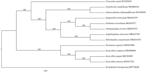 Figure 1. Phylogenetic position of Incarvillea sinensis inferred from 13 chloroplast genomes. Bootstrap support is indicated for each node.
