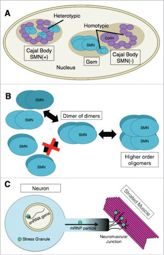 Figure 2. (A) In SMN(+) Cajal bodies, coilin and SMN physically interact. These heterotypic interactions are likely to regulate the overall composition of the nuclear body. Cajal bodies and Gems are kinetically autonomous compartments as illustrated by the Gem and SMN(−) Cajal body. The basis for this kinetic autonomy is likely due to the ability of SMN and coilin to maintain homotypic interactions (coilin-coilin and SMN-SMN) within the separated nuclear bodies. (B) SMN-Gem2 exists as a stable heterodimer that, for purposes of discussing higher order oligomerization, has been shown as a single structural unit (labeled “SMN”). At varying concentrations, this complex exists in an equilibrium mixture containing dimers, tetramers (dimer of dimers), and octamers of SMN-Gem2. Human SMN-Gem2 forms dimers to octamers and possibly even larger complexes. Octamers appear to form via self-association of tetramers. (C) The concentration of SMN within certain subcellular compartments (e.g. Cajal bodies, snRNA gene clusters or cytoplasmic stress granules) is significantly greater than that of the surrounding regions of the cell. High concentrations of SMN are also thought to be found in mRNP transport particles along axons as well as at neuromuscular junctions. If there are unique functions of SMN that can only be performed by higher-order oligomers it is likely that such functions are being carried out in specific cellular locales that contain high concentrations of the SMN complex, as illustrated by the bright green circles.