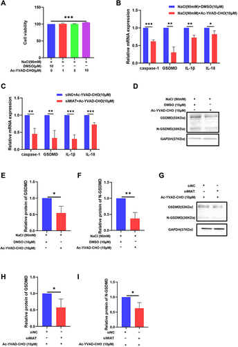 Figure 5 Caspase-1 inhibitor attenuates pyroptosis induced by hyperosmolarity stress (HS) and MIAT knockdown and regulates apoptosis in HCECs. (A) Cell viability of HCECs treated with various concentrations of Ac-YVAD-CHO (1, 5, 10 μM). (B) Ac-YVAD-CHO treatment (10 μM) suppressed caspase-1, GSDMD, IL-1β, and IL-18 in mRNA levels in HS-stimulated cells. (C) Ac-YVAD-CHO treatment (10 μM) suppressed caspase-1, GSDMD, IL-1β, and IL-18 in mRNA level in siRNA cells. (D–I) Ac-YVAD-CHO treatment (10 μM) suppressed GSDMD and N-GSDMD in protein level in both HS-stimulated cells and siMIAT cells, values are shown as mean ± SD. *P<0.05, **P<0.01, ***P<0.001.