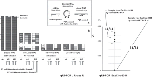 Figure 3. Biological experiments. (a) Schematic representation of divergent primer design and its interests. This primer pair enables amplification not only of circRNA but also of linear RNA when the latter originates from trans-splicing. Resistance to RNase R was used to rule out this possibility. (b) Results of RT-PCR. Each small box represents a PCR test and they were stacked. Five tests were performed for each type of transcript tested, on a mix of cDNAs and without/with pre-treatment of RNAs by RNAse R before the reverse transcription of RNAs from animals A-31 and A-65. When an amplicon of the expected size was observed, the box is colored black. Each negative result (white boxes) observed on cDNAs obtained after RNase R pre-treatment was confirmed by a second test (data not shown). When only a reduction in amplification was observed, the box is colored grey. In the second experiment (framed in dotted lines) concerning the RNase R resistance test of IntroLcirc-19, −116, −61,-68, −103, RT-PCRs were performed in parallel with two Taq polymerases. When positive amplification was observed with only one, the box is colored grey. (c) Evaluation of the level of ExoCirc-9244 by qRT-PCR. All 42 samples considered were previously tested for ExoCirc-9244 by RT-PCR.