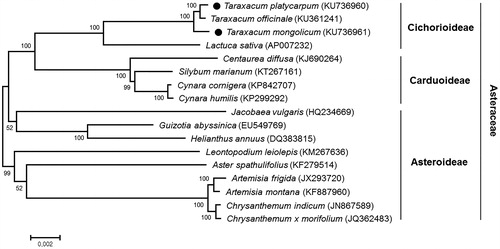 Figure 1. Maximum likelihood phylogenetic tree of T. platycarpum and T. mongolicum with related 15 species in the family Asteraceae based on common 68 chloroplast protein-coding genes. Numbers in the nodes are the bootstrap values from 1000 replicates.