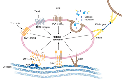 Figure 4. A mechanistic overview of SARS-CoV-2-induced platelet activation that leads to secondary complications such as antiphospholipid syndrome and blood clots.Figure was originally created with biorender.com