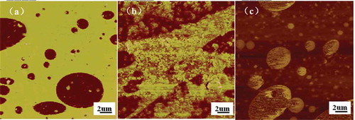 Figure 1. AFM micrographs of NR/NBR/AO-80 composites with various mass ratios NR/NBR/AO-80: (a) 25/75/30, (b) 50/50/20, and (c) 75/25/10.