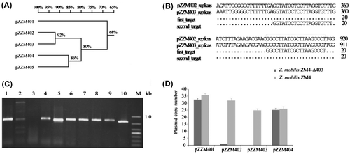 Fig. 3. Plasmid-specific PCR and quantitative PCR analysis of ZM4-∆403 and ZM4.