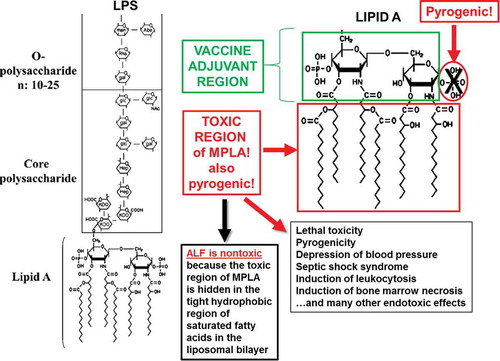 Figure 4. Structure-function relationships of lipid A derived from Gram-negative bacterial lipopolysaccharide (LPS).