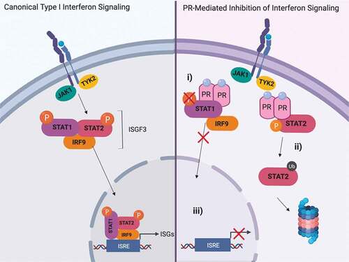 Figure 7. PR inhibits type I interferon signaling by targeting both STAT1 and STAT2.