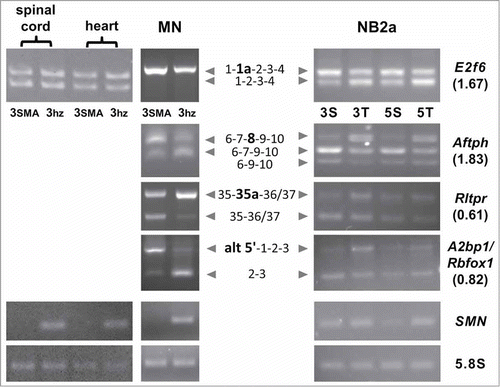 Figure 3. Validation of splicing changes by RT-PCR. Analyses shown on the left were performed with cDNA from spinal cord, heart and LCM-isolated motoneurons (MN) prepared from P3 SMA (3SMA) and heterozygous mice (3 hz). Panels on the right show analyses of cDNA from mouse NB2a neuroblastoma cells that had been depleted of SMN for 3 or 5 d (lanes labeled 3S and 5S, respectively). As control, the cells were similarly depleted of TCRβ which should not be expressed in these cells (3T and 5T). The splicing of the gene region of interest was analyzed by RT-PCR with appropriate primers. Gene symbols are listed on the right; numbers in brackets represent the fold change in probe inclusion (dI) as calculated from the microarray data (1 = equal inclusion). The central column indicates the exons contained in the various amplicons; exons of interest are shown in bold and larger font size; alt 5': alternative 5' exon; a: alternative exon. The lower sections show RT-PCR products of endogenous mouse SMN RNA to illustrate the extent of depletion and of 5.8S rRNA used as loading control.