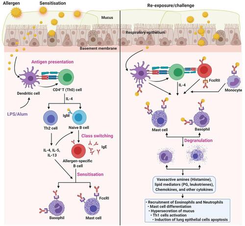 Figure 1 Pathophysiology of OVA-induced asthma. OVA-induces different types of allergic asthma, including eosinophilic, neutrophilic, and mixed-granulocytic asthma. Although different sensitisation and challenge protocols has been used, the underlying mechanism is nearly similar. Dendritic cells (DCs) are the first innate immune cells encounters the allergen after crossing the respiratory epithelium. DCs process and present the antigen to the CD4+ T cells, which subsequently polarized into Th2 cells via Th2 inducing factor (IL-4). Th2 cells secrete copious amounts of cytokines (IL-4, IL-5, and IL-13), which later activate the naïve B cells to antigen-specific B cells (class switching). Further, antigen-specific B cells secret IgE, which sequentially recognized by the FcεRI on the mast cells and basophils. This process is called sensitisation. Upon re-exposure, allergen experienced leukocytes accelerate the priming process and activate mast cells and basophils. In addition, sensitized mast cells and basophils directly recognize the IgE antigen conjugates and undergo degranulation, which releases vasoactive amines (histamine), lipid mediators (prostaglandin, leukotrienes), chemokines, and other cytokines. As a net effect, the former mediators recruit the eosinophils and neutrophils, induce the mast cell differentiation, hypersecretion of mucus, Th1 cell activation, lung epithelial cells apoptosis, and others.Citation137 Of note, few protocols use LPS or Alum, which accelerate the process, to induce a specific type of allergic condition. The figure was created with the support of https://biorender.com under the paid subscription.