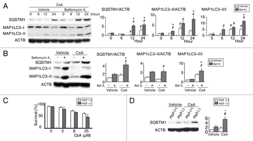 Figure 1. Cyclosporin A (CsA)-induced autophagy protects kidney proximal tubular cells. (A) Wild-type proximal tubular cells were treated with 25 μM CsA for the indicated hours in the presence or absence of bafilomycin A1 (Baf A1). (B) Wild-type proximal tubular cells were treated with either 25 μM CsA or vehicle for 24 h in the presence or absence of bafilomycin A1. (C) Cell survival of autophagy-competent [Atg5 (+)] and autophagy-deficient [atg5 (−)] kidney proximal tubular cells treated with indicated concentration of CsA for 24 h. (D) Autophagy-competent [Atg5 (+)] and autophagy-deficient [atg5 (−)] kidney proximal tubular cells treated with either 25 μM CsA or vehicle for 24 h. Data are means ± SE from three to five experiments. Values were normalized to the leftmost column. *P < 0.05 vs. vehicle-treated cells of the corresponding hour (A) or cells of corresponding treatment (B–D); #P < 0.05 vs. untreated (A) or vehicle-treated cells (B–D).