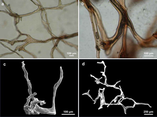 Figure 4. (a,d) Three-dimensional framework of fibres. (b) Laminar fibres with a large axial pith darker in colour. (c) Fibers end inside the conules of the surface