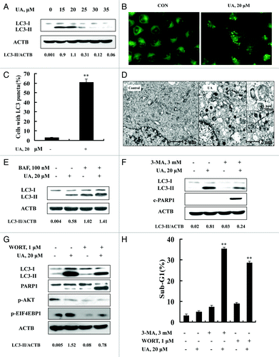 Figure 2. UA induced cytoprotective autophagy in MCF-7 human breast cancer cells. (A) UA caused an increased LC3-I to LC3-II conversion analyzed by western blotting (24 h). (B) Puncta distribution of LC3 induced by UA detected by immunofluorescence staining (24 h). (C) Quantitative analysis of LC3 puncta in cells in UA-treated and untreated cells. (D) TEM analysis of autophagic vacuoles in UA-treated and untreated cells (12 h). E. Increase of autophagosome formation was involved in UA-induced autophagy in MCF-7 cells. The cells were treated with 20 μM UA for 24 h in the presence or absence of 100 nM BAF (added 2 h before cell harvest) and then LC3 was analyzed by western blotting. (F and G) Effects of autophagy inhibitor 3-MA (F) or WORT (G) on UA-induced LC3-I to LC3-II conversion and PARP1 cleavage examined by western blotting. (H) Effects of autophagy inhibitor 3-MA or WORT on UA-induced apoptosis. The cells were treated with 20 μM UA in the presence or absence of 3-MA (3 mM) or WORT (1 μM) for 24 h and then apoptosis was assessed, measured by sub-G1 analysis (n = 3, **p < 0.01). (The blots shown are representative of three independent experiments).