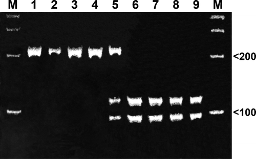 Figure 2.  MspI digestion of real-time PCR products. Electrophoretic analysis of restriction endonuclease digested PCR fragments on a 10% polyacrylamide gel. Lane 1, A96 England; lane 2, 1106B ROI; lane 3, Scottish PRC; lane 4, 04-16713 NI field strain; lane 5, NI 04-14677 field strain; lane 6, UK vaccine strain; lane 7, 1031A Midmoor England; lane 8, 1031D Malpas England; lane 9, 97-4842 NI. M, 100-bp DNA ladder.