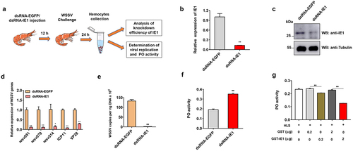 Figure 4. IE1 inhibits PO activity and promotes viral replication in shrimp hemocytes. (a) Workflow of RNAi of IE1 during WSSV infection. (b-c) Knockdown efficiency analysis of IE1. hemocytes in dsRNA-IE1 or dsRNA-EGFP-injected shrimp were collected and used to prepare cDNA and protein lysates for qPCR and western blot analysis. (d) Detection of WSSV genes after IE1 silencing by relative qPCR. The mRNA expression of IE1 (WSV069), WSV051, WSV079, WSV514, ICP11 (WSV230), and VP28 (WSV421) was normalized to PvEF1α and calculated using the 2−ΔΔCT method. (e) Detection of viral loads by absolute qPCR. The genomic DNA was extracted from hemocytes in IE1 or EGFP-silenced shrimp, followed by absolute qPCR analysis, the WSSV copy number in 1 ng of shrimp genomic DNA was then calculated. (f) Determination of the PO activity after IE1 suppression. The hemocyte lysate supernatant (HLS) prepared from IE1 or EGFP-silenced shrimp were incubated with L-DOPA. After reaction for 30 min at room temperature, the absorbance at 490 nm was monitored, and the PO activity was determined as ΔA490/mg total protein/min. (g) Effect of recombinant IE1 protein on the PO activity. The HLS was incubated with recombinant GST-IE1 (0.2 μg or 2 μg) or the equal amount of GST protein (negative control) for 5 min at room temperature. After further reaction with L-DOPA, the PO activity was then determined by measuring the absorbance at 490 nm. All the experiments were carried out in independent triplicates, and the data were shown as Mean ± SD. The significance difference was analyzed using the student’s t-test (*p <0.05, ** p <0.01).