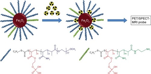 Scheme 1 Schematic composition of the sterically stabilized SPIONs and the radiolabeled products.Notes: The steric stabilizers for SPIONs contained anchoring phosphate blocks (red) to iron oxide core surface and stabilizing blocks of 95% (by molar ratio) MPEG (blue) and 5% NH2 end functionalized polyacrylamide (green) (x=6; y=0 and 40 for small and big cores, respectively; m=20 and 60 for small and big cores, respectively).Abbreviations: SPIONs, superparamagnetic iron oxide nanoparticles; MPEG, methoxypolyethylene glycol; PET, positron emission tomography; SPECT, single-photon emission computed tomography; MRI, magnetic resonance imaging.