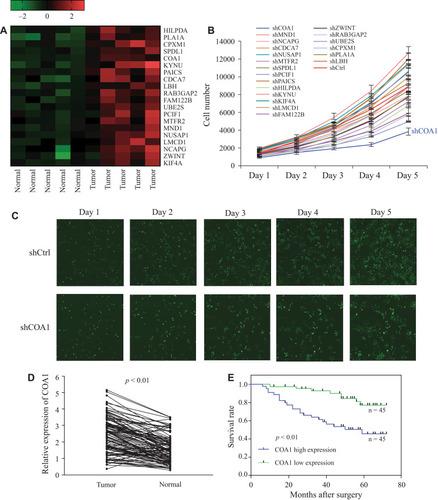 Figure 1 COA1 was identified as a colorectal cancer (CRC)-associated gene. (A) Heatmap of differential expression of 20 candidate genes in paired normal and cancer tissues, high expression is indicated in red and low expression indicated in green. (B) Twenty candidate genes were silenced in HCT116 cells to detect the potential impact on the proliferation of CRC cells. (C) Representative fluorescent images of the negative control shRNA (shCtrl) group and anti-COA1 shRNA (shCOA1) group. (D) The expression of COA1 in matched tumor tissues and adjacent tissues. (E) Kaplan–Meier survival curves of patients with CRC based on COA1 expression status. The green line represents the group with low expression of COA1, while the blue line represents the group with high expression of COA1.