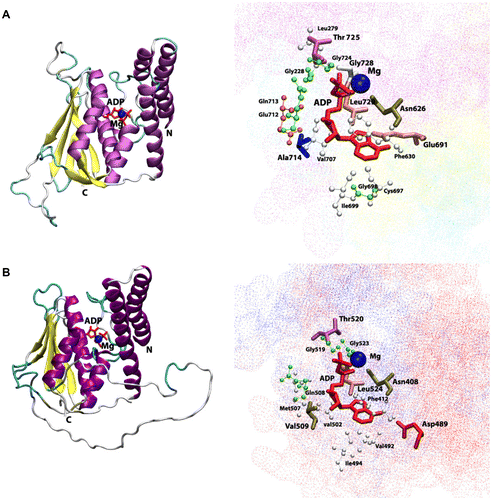 Figure 4 Cartoon view diagram of the secondary structure of TD domain showing the arrangement of 7 β-sheets and 7 α-helices in AtHK1 (A) and of 5 β-sheets and 7 α-helices in OsHK3b (B) with ADP and Mg along with the marked residues which were observed to form hydrogen bond with ADP. The residues are numbered according to their respective position in the complete sequence of AtHK1 and OsHK3b.