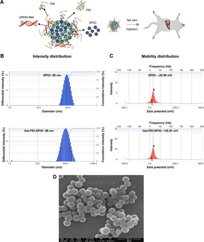 Figure 1 Physical characterization of Gal-PEI-SPIO nanoparticles.Notes: (A) Schematic illustration of Gal-PEI-SPIO nano-encapsulated with siRNA and injected into mouse. (B, C) Diameters and zeta potentials of SPIO and Gal-PEI-SPIO nanoparticles. (D) Scanning electron microscope image of Gal-PEI-SPIO nanoparticles. Magnification ×200,000.Abbreviations: SPIO, superparamagnetic iron oxide; Gal-PEI-SPIO, galactose-polyethylenimine-superparamagnetic iron oxide.