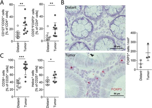 Figure 3. Tregs in distant mucosa and tumor tissue.Treg analysis with flow cytometry (A, C) of distant mucosa and tumor tissue dissociates and FOXP3 mRNA-positive cell quantification on tissue sections (B) of the same patients. (A) CD127−CD25+ cells (Treg defined by surface markers, n = 10) and CD25+FOXP3+ cells (Treg defined by intracellular FOXP3 staining, n = 9) in distant mucosa and tumor tissue gated on CD4+ cells. (B) Photographs of FOXP3 mRNA (red) in distant mucosa (upper image) and tumor tissue (lower image) of the same patient. Quantification of FOXP3+ cells in distant mucosa and tumor sections of three patients (right). (C) CD39+ (n = 10) and Helios+ cells (n = 7) of CD25+ cells. Error bars show mean with SD; Magnification: 40x, Scale bar: 50 µm; * p < 0.05, ** p < 0.01, *** p < 0.001