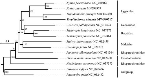 Figure 1. Maximum likelihood phylogeny of 12 Lygaeoidea species based on the concatenated nucleotide sequences of 13 PCGs and two rRNAs. Number at nodes represent ML bootstrap percentages (1000 replicates). GenBank accession numbers for published sequences are incorporated. The newly sequenced T. sinensis mitogenome is highlighted using bold and black.