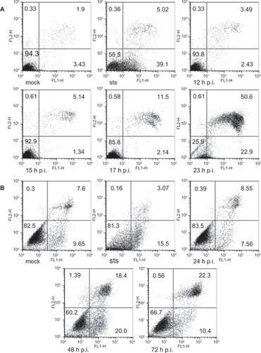 Figure 3 Flow cytometry analysis of annexin V- (FL1-H) and PI- (FL2-H) labeled cells. STS (0.5 μM 16 hours) was used as a positive control to induce apoptosis. Percentage of cells within each quadrant are indicated. (a) Cytograms of mock- (23 hours post-infection) and CPV-infected (12 hours, 15 hours, 17 hours, and 23 hours post-infection) NLFK cells. (b) Cytograms of mock- (72 hours post-infection) and CPV-infected (24 hours, 48 hours, and 72 hours post-infection) A72 cells.