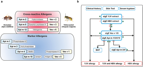 Figure 1. Molecular diagnostics of honeybee and yellow jacket venom allergy. A, Marker allergens and cross-reactive allergens of HBV and YJV venom. The allergen nomenclature is derived from the Latin species designations. In addition, the biochemical names of the allergens are given. B, Diagnostic algorithm for component-resolved diagnostics of HBV and YJV allergy. A ‘plus’ indicates a positive test result and a ‘minus’ indicates a negative test result. 1HBV allergens Api m 2 and Api m 5 show potential cross-reactivity to homologous allergens of YJV that are not commercially available, so a positive test result does not necessarily exclude YJV allergy. Despite the potential of component-resolved diagnostics, clinical history, skin tests, and the measurement of venom extract-sIgE and serum tryptase form an indispensable basis for an accurate diagnosis of Hymenoptera venom allergy. In addition, cellular tests such as basophil activation test (BAT) can be useful to dissect double-positive or double-negative test results. HBV, honeybee venom sIgE, specific IgE, YJV, yellow jacket venom.